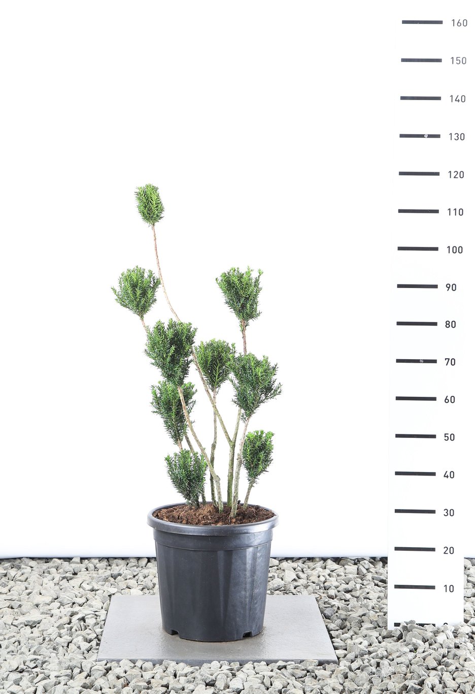 Taxus media 'Hillii' - 80-100 CM PonPon EXTRA in Cont.